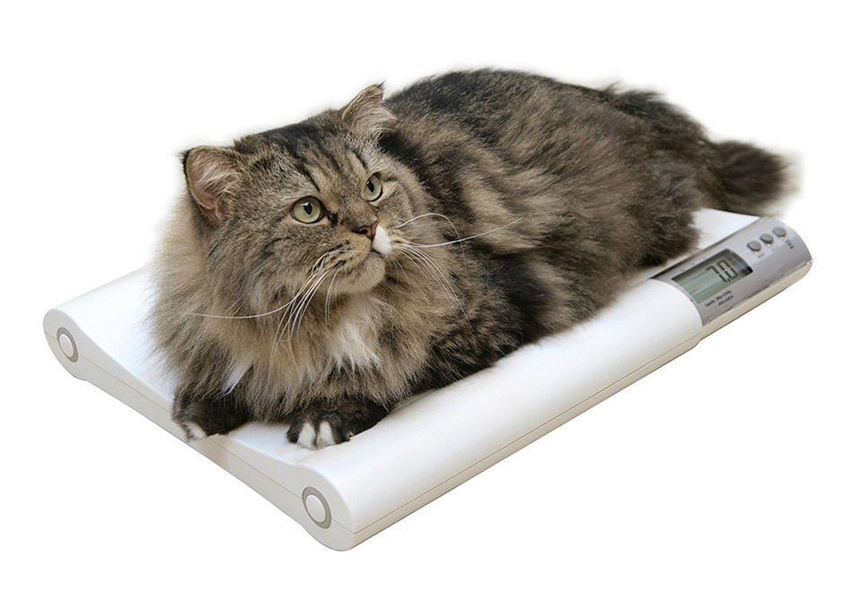 Pet Scales - Cat Scale