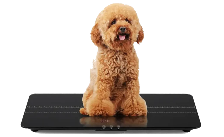 Bonvoisin Pet Scale for Medium-Sized Animals