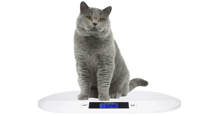 Whether you're tracking growth, managing dietary needs, or watching for health changes, the SIKE Small Pet Scale offers a reliable way to monitor health.