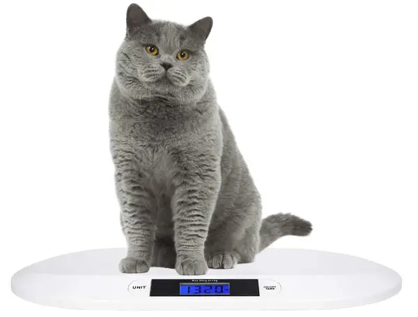 SIKE Small Pet Scale offers a reliable way to monitor health.